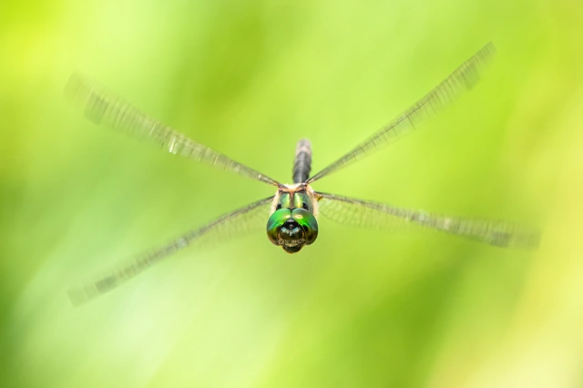 Somatochlora flavomaculata - sárgafoltos smaragdszitakötő