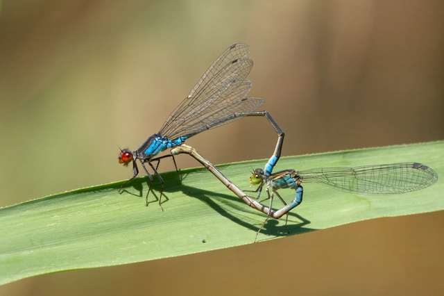 Erythromma viridulum - kis pirosszemű-légivadász
