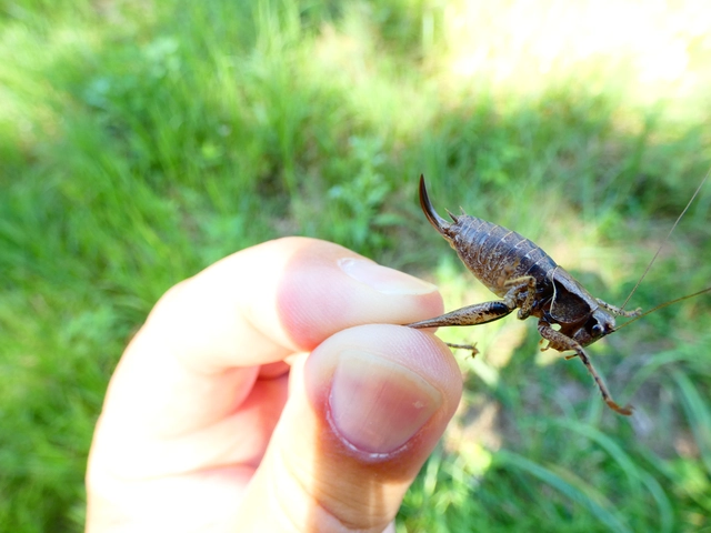 Pholidoptera griseoaptera - szürke avarszöcske Pholidoptera griseoaptera - szürke avarszöcske