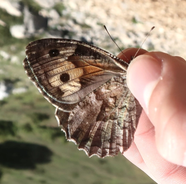 Hipparchia semele - barna szemeslepke