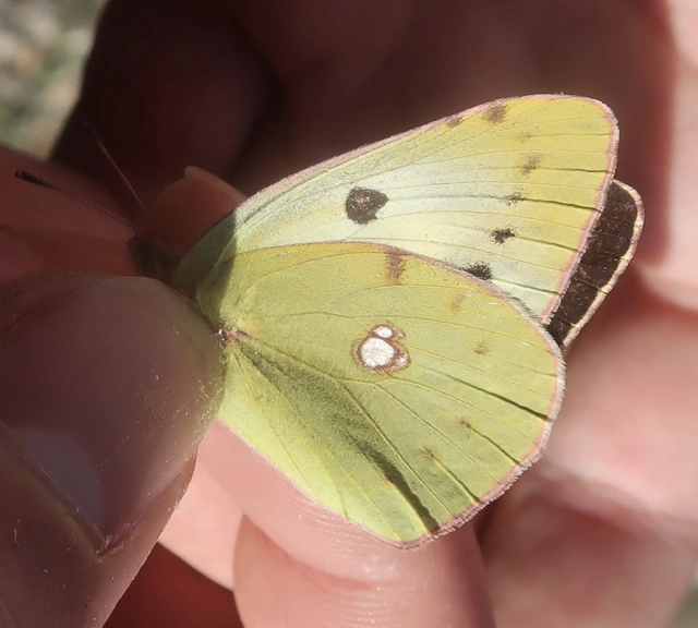 Colias croceus - sáfránylepke