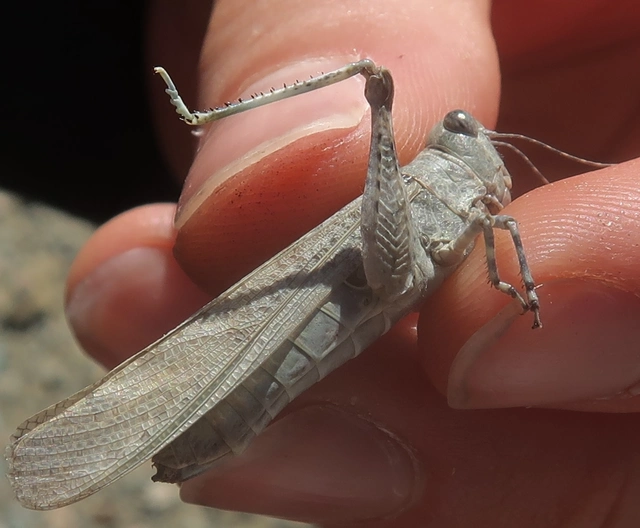 Sphingonotus