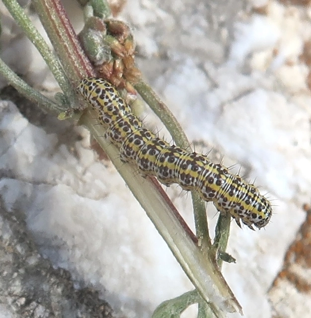 Cucullia tanaceti - vonalkás csuklyásbagoly