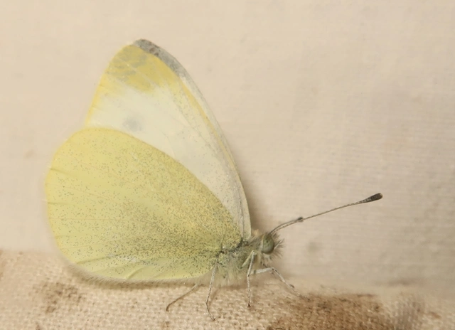 Pieris ergane - sziklai fehérlepke