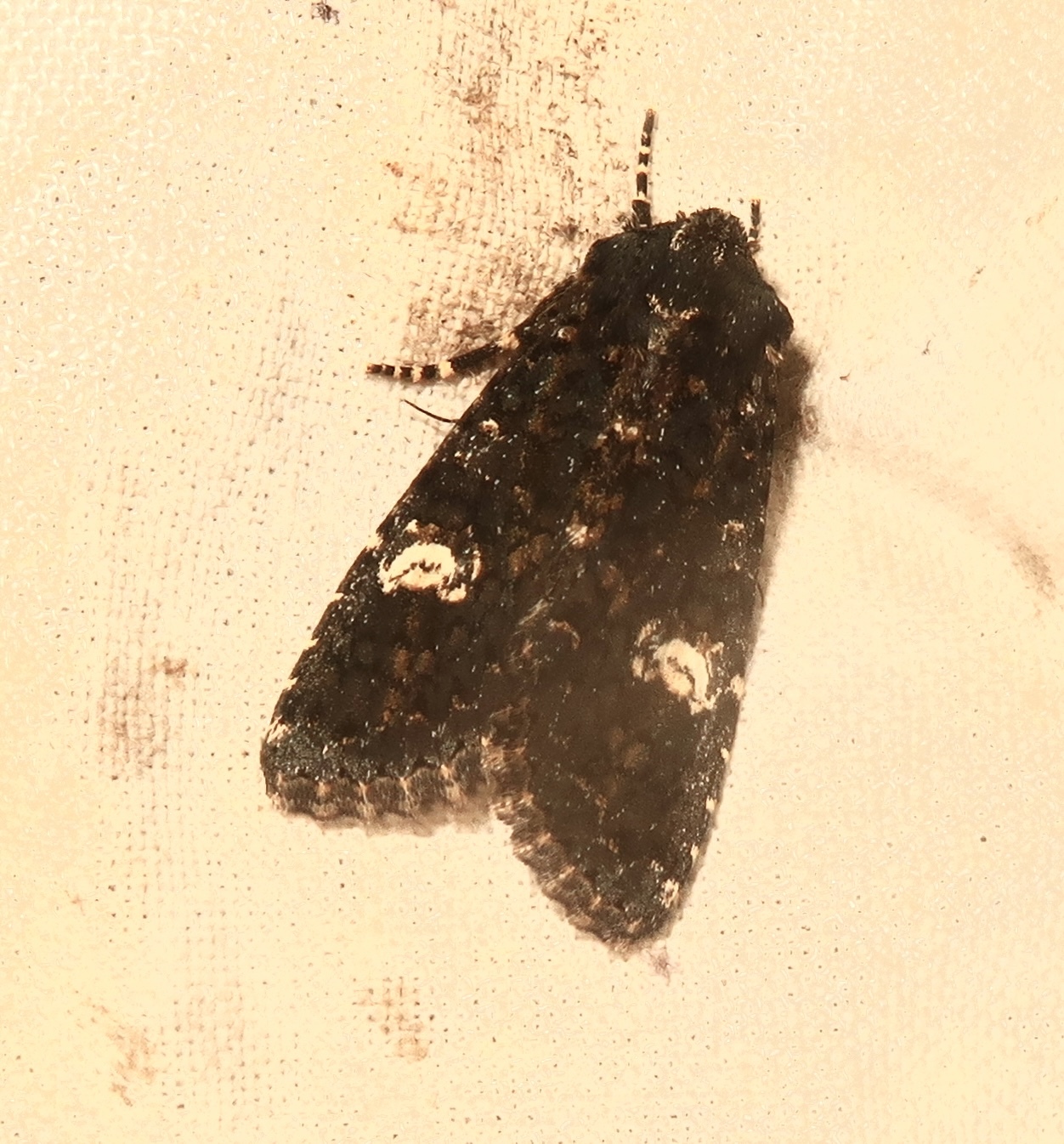 Polymixis serpentina