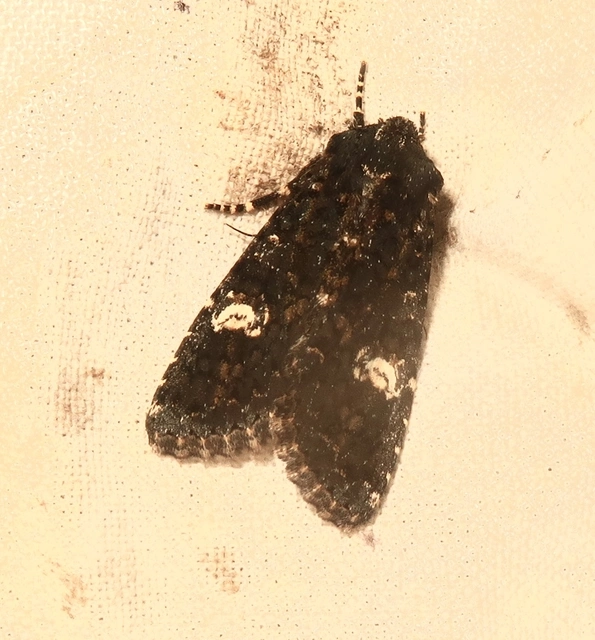 Polymixis serpentina