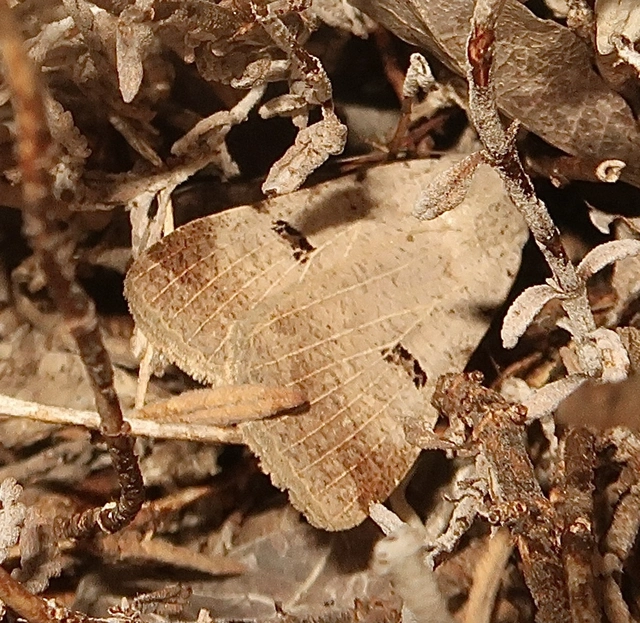 Lygephila craccae - gyakori csüdfűbagoly