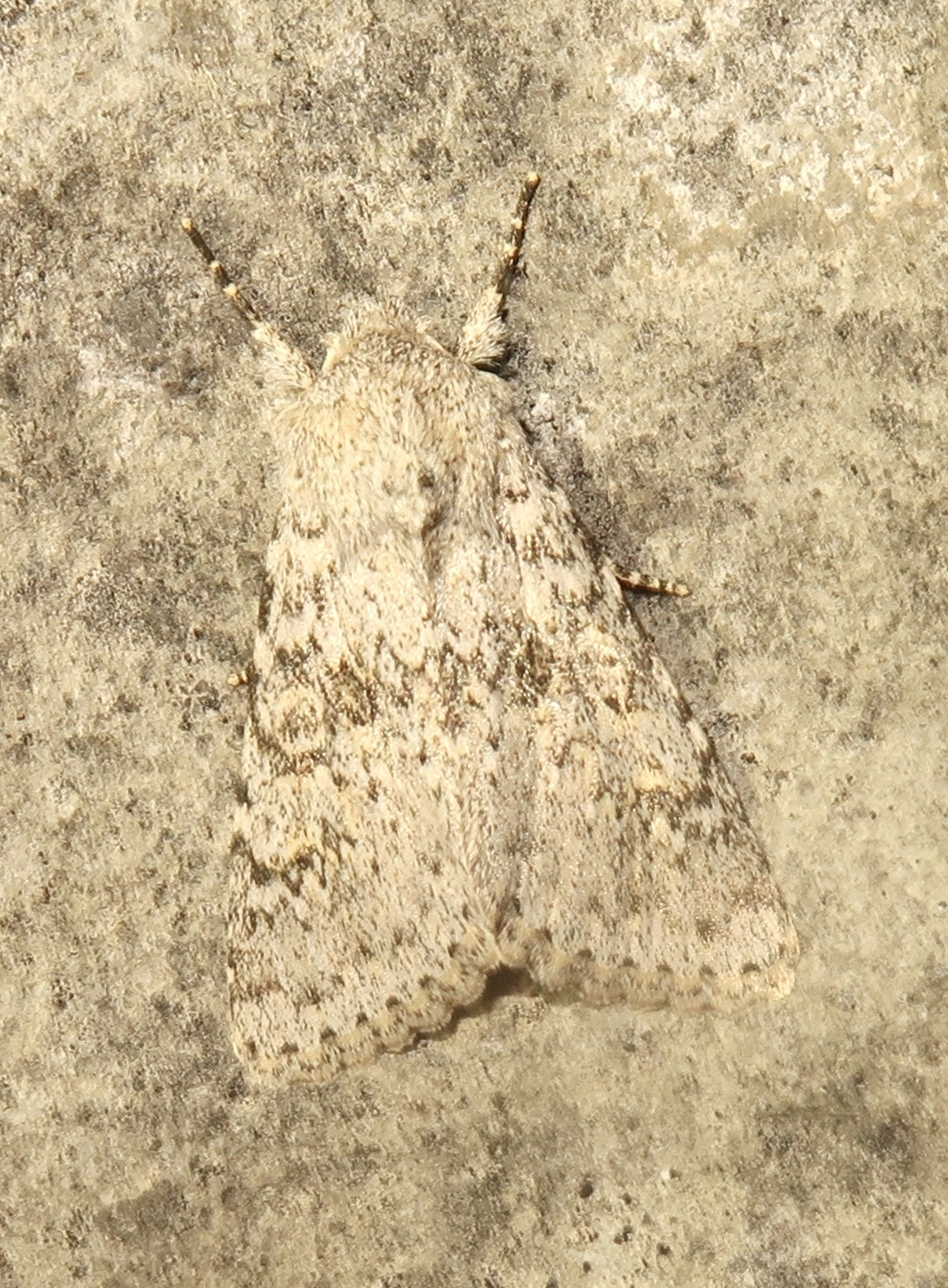 Aporophyla canescens