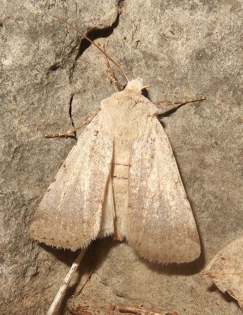 Chersotis margaritacea - gyöngyfényű földibagoly