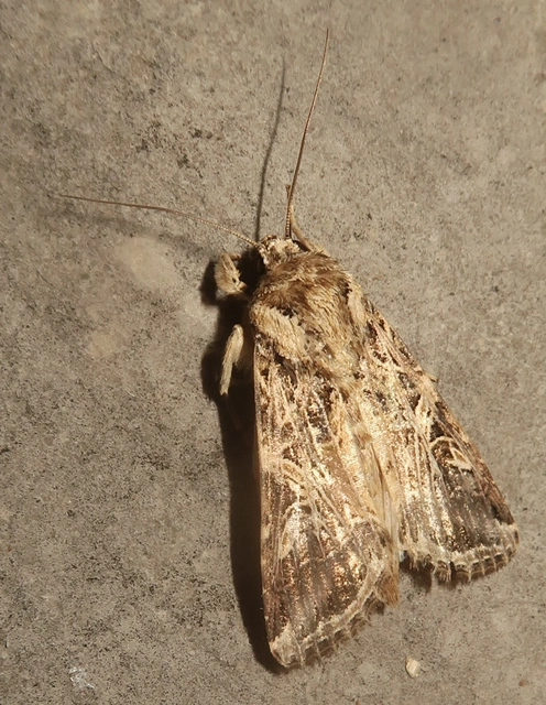 Spodoptera littoralis - déli jegyesbagoly