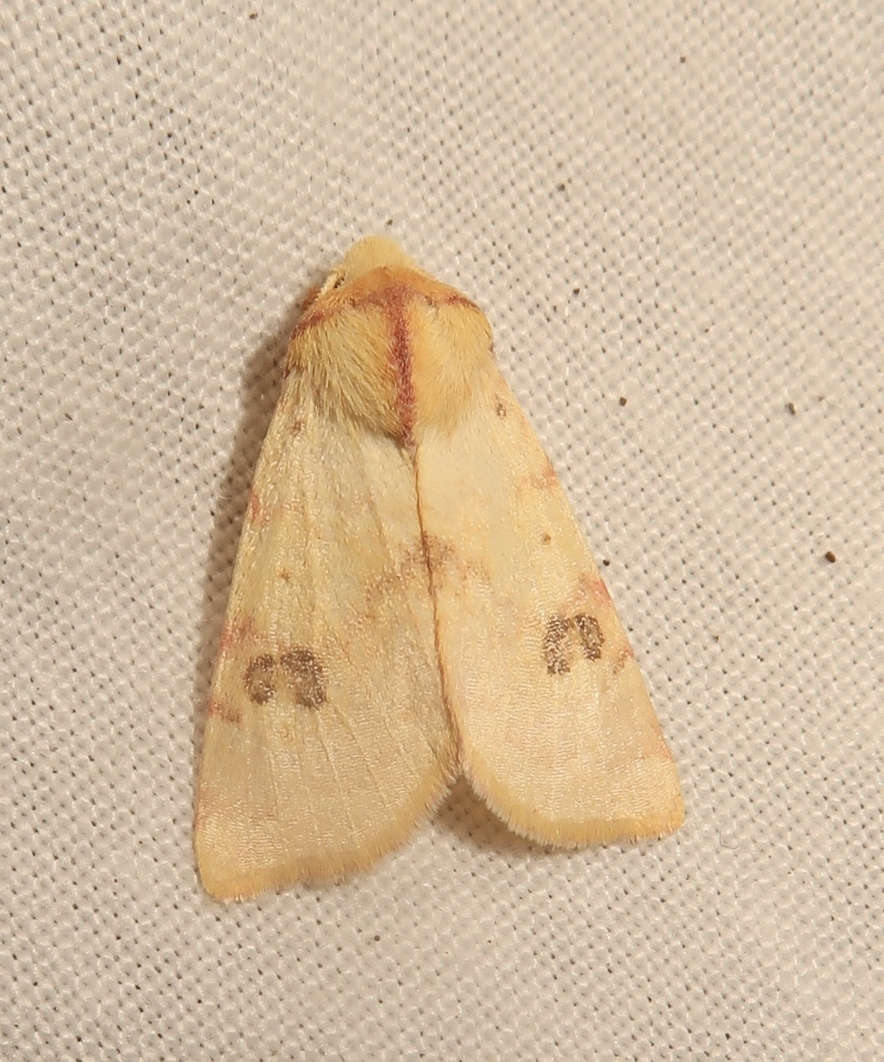 Tiliacea cypreago