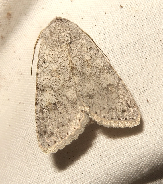 Ammoconia senex