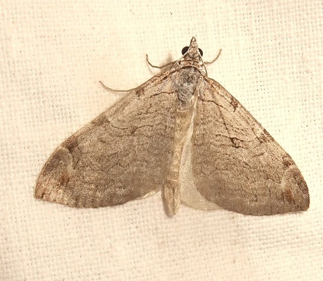 Aplocera plagiata - szürke csíkosaraszoló