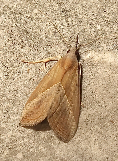 Hypena lividalis - köpenyes karcsúbagoly