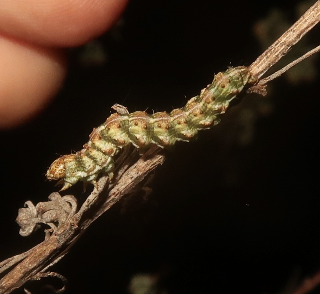 Cucullia formosa - pompás csuklyásbagoly