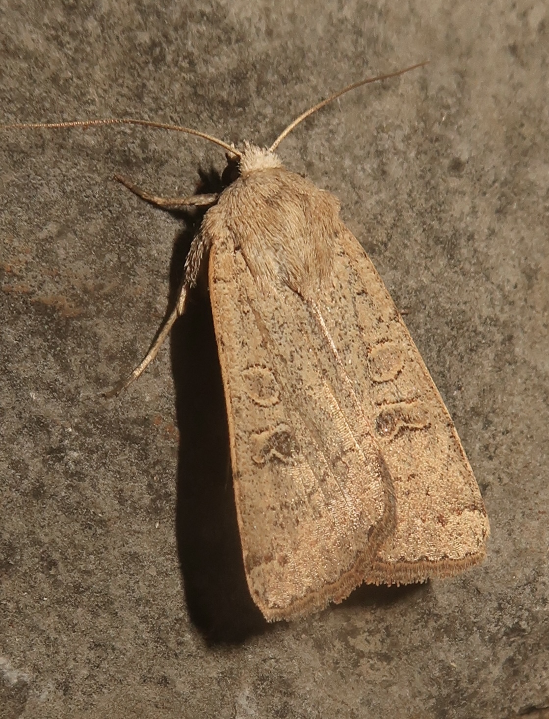 Xestia cohaesa