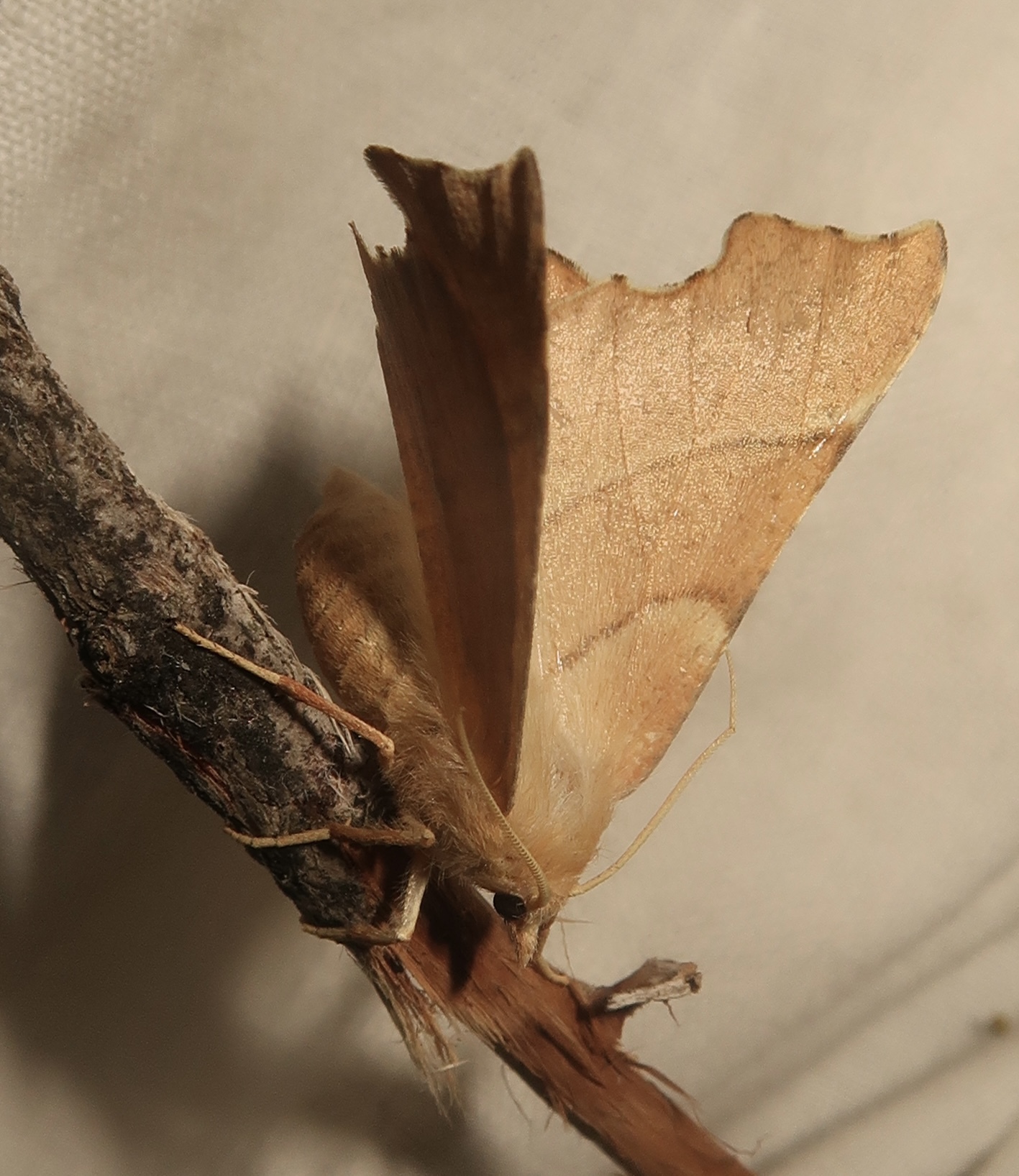 Ennomos quercaria - molyhostölgy-levélaraszoló
