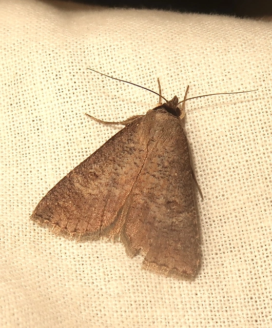 Lygephila procax - fekete csüdfűbagoly