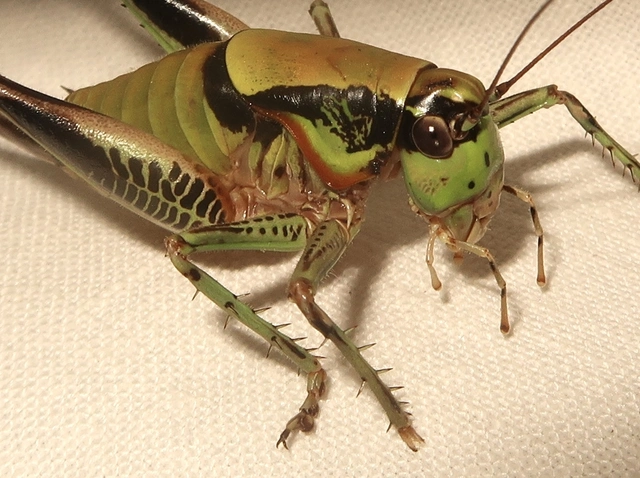 Eupholidoptera