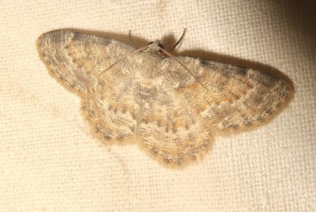 Charissa variegata - tarka sziklaaraszoló