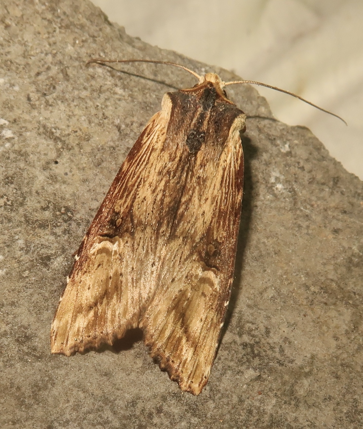 Xylena lunifera