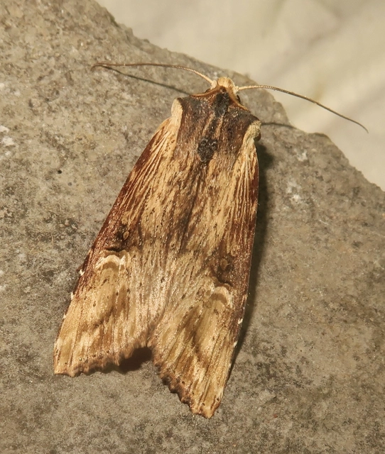 Xylena lunifera