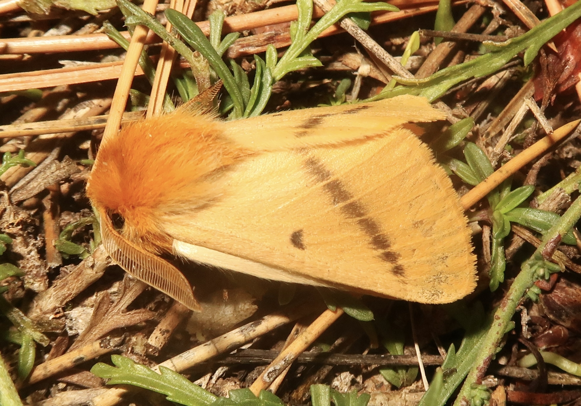 Lemonia strigata
