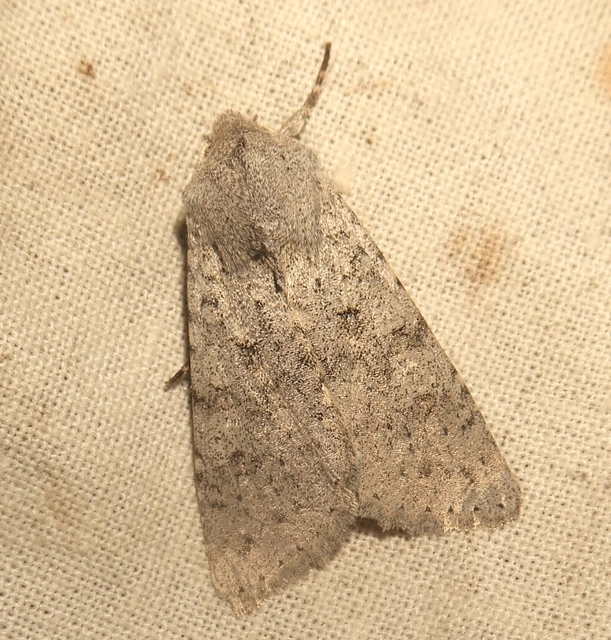 Ammoconia senex