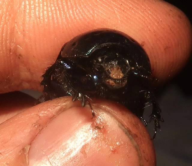 Geotrupes