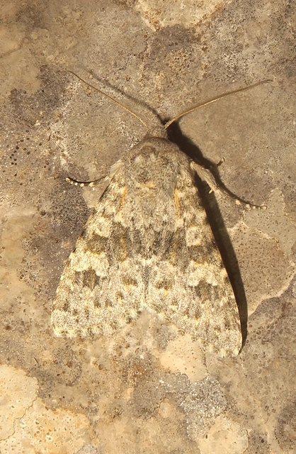 Polymixis rufocincta - villányi télibagoly (1)