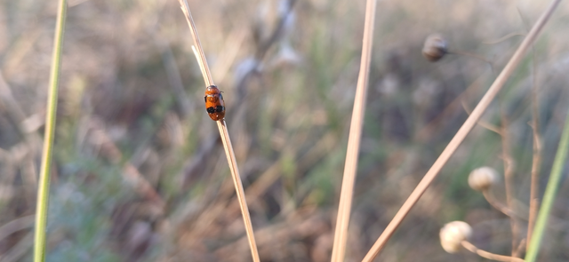 Coptocephala rubicunda - feketelábú hullóbogár