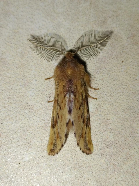 Ptilophora plumigera - tollas púposszövő