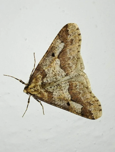 Erannis defoliaria - nagy téliaraszoló