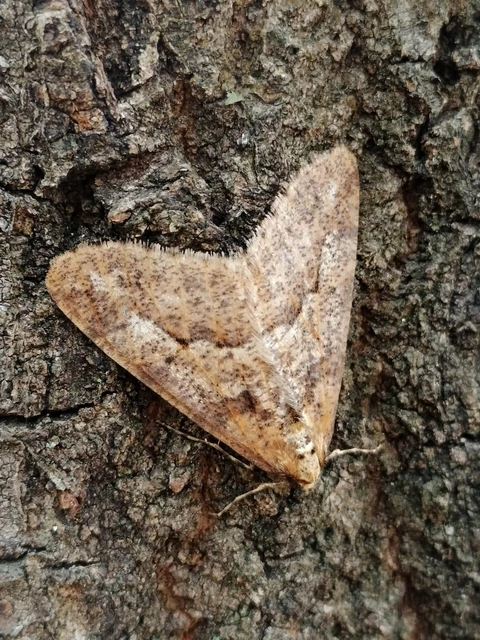 Erannis defoliaria - nagy téliaraszoló