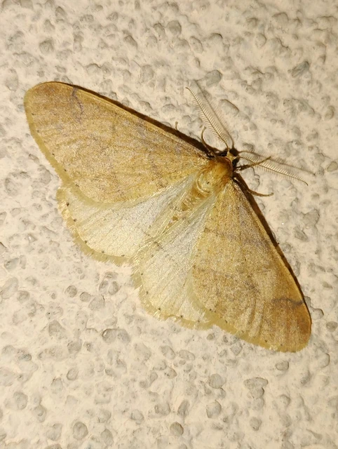 Agriopis aurantiaria - aranysárga téliaraszoló