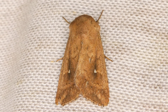 Mythimna albipuncta - fehérpettyes rétibagoly