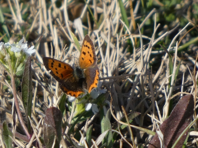 Lycaena phlaeas - közönséges tűzlepke