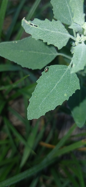 Phyllotreta