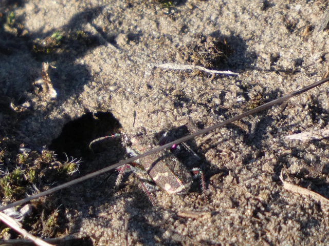 Cicindela soluta pannonica - pannon homokfutrinka