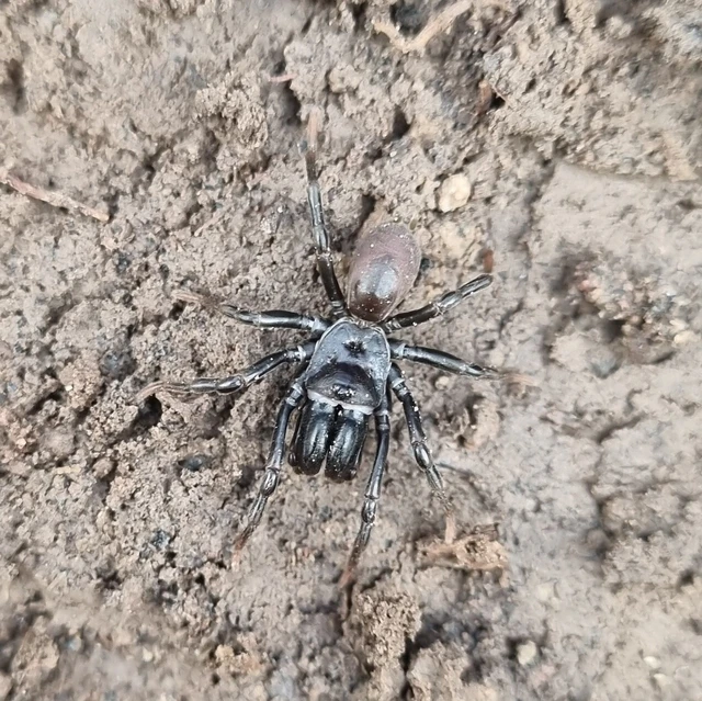 Atypus