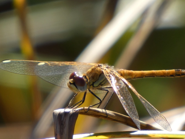 Sympetrum fonscolombii - vándor katona-szitakötő