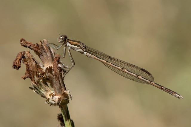 Sympecma fusca - téli rablószitakötő