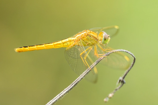 Crocothemis servilia
