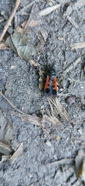 Peirates hybridus - foltos rablópoloska