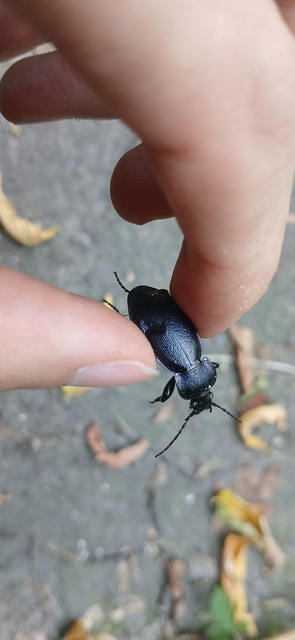 Carabus scheidleri - változó futrinka Carabus scheidleri - változó futrinka