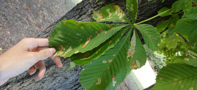 Cameraria ohridella - vadgesztenye-sátorosmoly