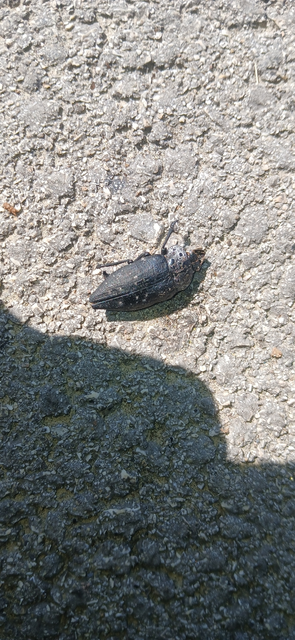 Capnodis tenebrionis - kökény-tükrösdíszbogár