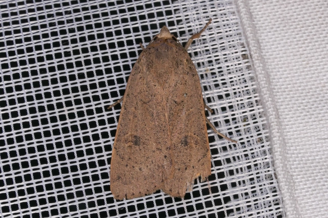 Noctua comes - kis sárgafűbagoly