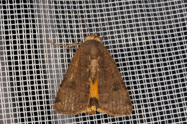 Noctua interposita - köztes sárgafűbagoly