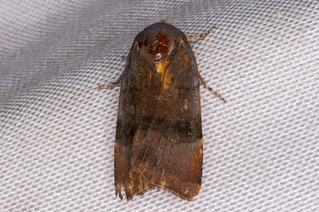 Noctua janthe/janthina